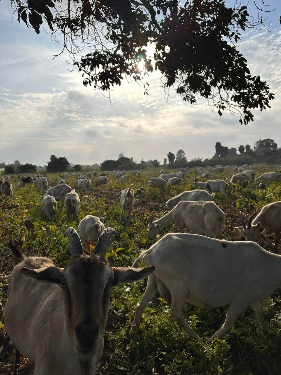Imagen de Fondo de animales